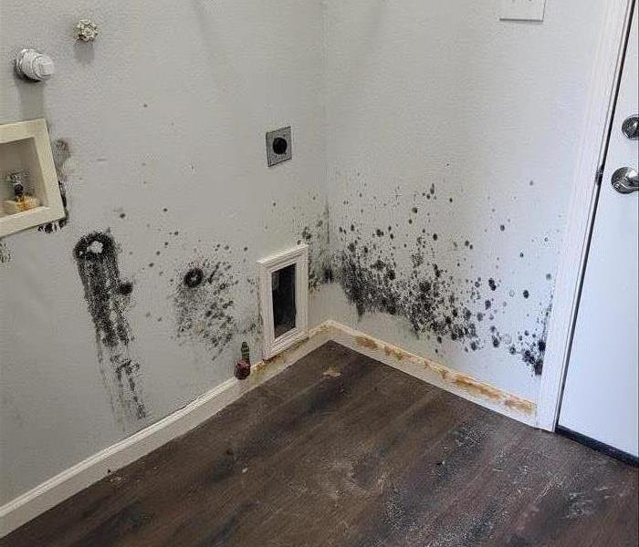 Mold Remediation, Mold Cleanup, Mold, 